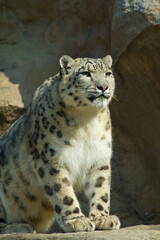 Schneeleopard im Zoo