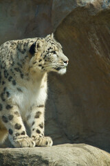 Schneeleopard im Zoo