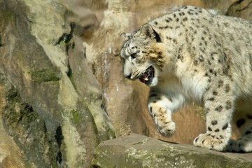 Schneeleopard im Zoo