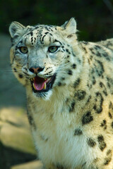 Schneeleopard im Zoo