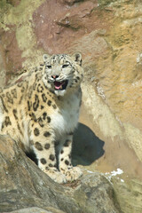 Fototapeta premium Schneeleopard im Zoo