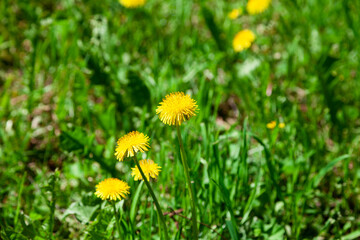 Dandelions on a background of green grass
