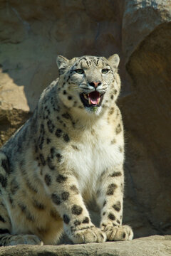 Schneeleopard im Zoo