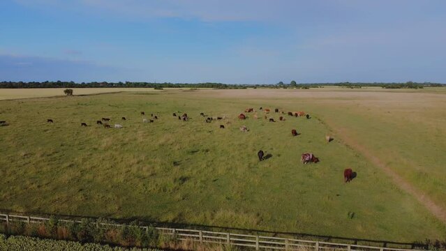 Cows grazing in British countryside, field. Farmland, English countryside summer. Filmed with DJI mavic mini 2 Drone. East Yorkshire.UK 09.07.2022