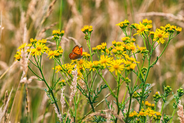 Motyl siedzący na polnych kwiatach - obrazy, fototapety, plakaty