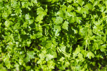 Fototapeta na wymiar Parsley grows in the garden. Green background of parsley leaves, top view close-up.