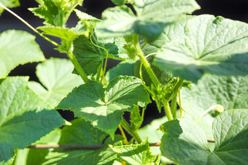 Close up of cucumber leaves in the garden. Professional growing cucumbers. Agriculture, agribusiness. Ecological organic product.