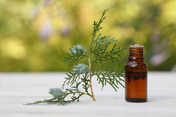 Thuja occidentalis essential oil (extract, tincture) container with thuja seeds on white wooden background