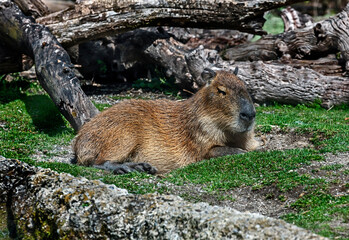 Capybara on the lawn. The biggest modern rodent. Latin name - Hydrochoerus hydrochaeris