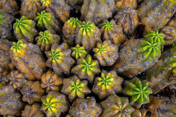 Fototapeta na wymiar Close up detail of cactus growing in the desert volcanic island of Lanzarote in the Canary Islands, Spain.