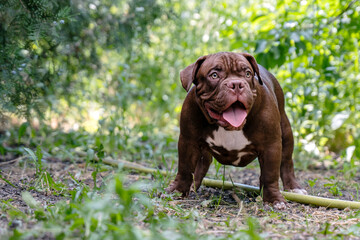Cute grown puppy of American Bully breed, with strong body and funny face expression, of brown color, standing on green trees background. Exotic new breed, outdoor, soft selective focus, copy space.