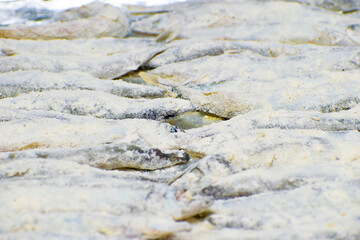 the process of cooking capelin in the oven. decomposed fish on a baking sheet. close-up.