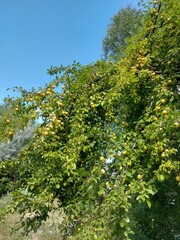 Bright juicy and delicious berries growing on a small green tree