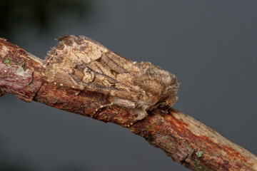 The straw underwing (Thalpophila matura) is a brown moth belonging to he family Noctuidae