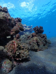 Beautiful coral reef of Reunion island with fisheye view
