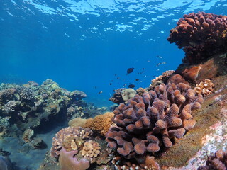 Naklejka na ściany i meble Beautiful coral reef of Reunion island with fisheye view