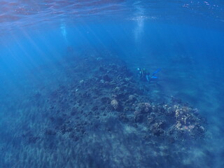 Fototapeta na wymiar Beautiful coral reef of Reunion island with fisheye view