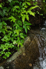 Obraz premium Wet small plants growing beside a creek in the forest