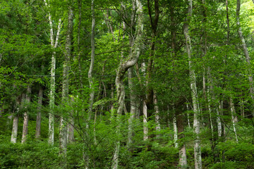 Broadleaf trees in the forest