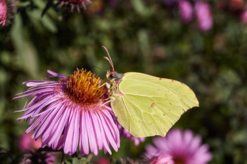 The buckthorn butterfly, or lemon butterfly (lat. Gonepteryx rhamni) collects nectar from flowers. The buckthorn butterfly, or lemon butterfly is a diurnal butterfly from the family of Pieridae.