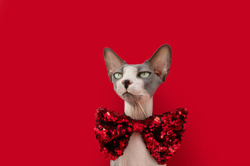 Sphynx cat celebrating christmas or valentine's day wearing a red glitter bow tie. Isolated on red...