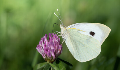 Close-up of a butterfly with closed wings. The yellow 
