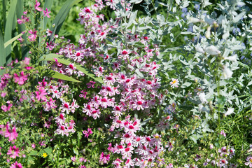 Fototapeta premium pink flowers in the garden