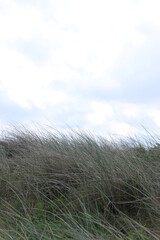 Fototapeta premium tufts of grass in the sand of a dune by the sea