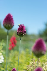 allium blossom and bee