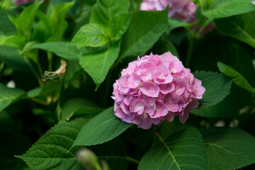 pink hydrangea bush 
