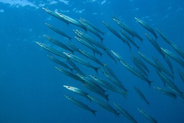 Fototapeta na wymiar Shoal of small barracudas in the blue deep seawater.