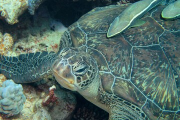 Green sea turtle resting in the coral reef. Common remora (sucker fish) on the turtle back shell.