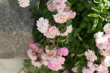 old pink roses in the shade