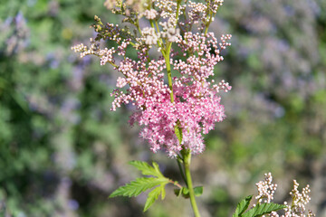 pink Astilbe in the garden