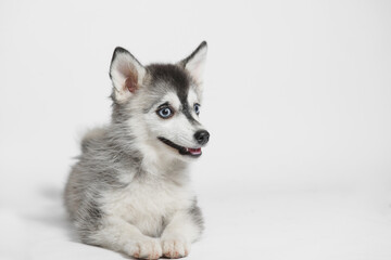 Portrait of cute puppy Mini Husky. Little smiling dog on gray background. Free space for text.