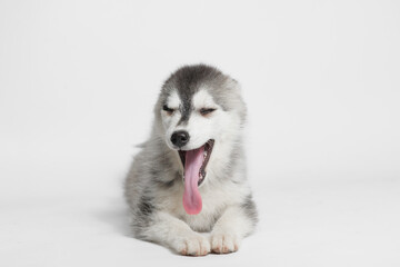 Portrait of cute puppy Mini Husky. Little smiling dog on gray background. Free space for text.