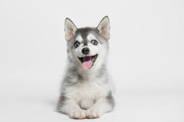 Portrait of cute puppy Mini Husky. Little smiling dog on gray background. Free space for text. © KDdesignphoto