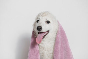 Funny wet puppy of the mini husky breed after bath wrapped in towel. Just washed cute dog in bathrobe on gray background.