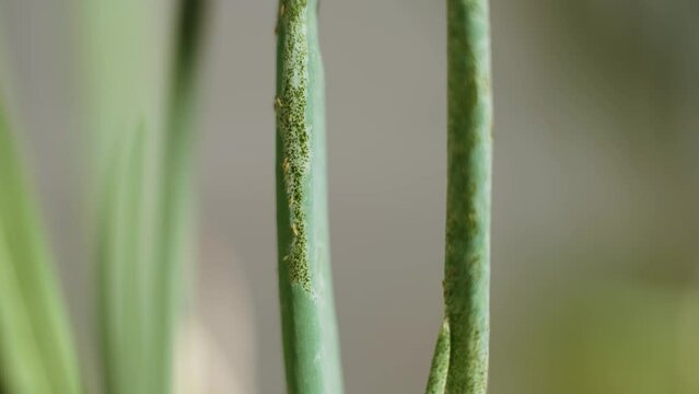 Macro shot of green leaf of spring onion infected with microorganisms. Lot of light springtail moves along the stem of the plant. Harvest damage. Agriculture with sickly spots.