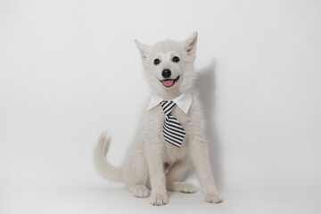 Portrait of happy dog of the Mini Husky breed office worker. Little smiling dog on gray background. Free space for text.