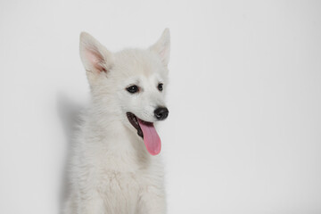 Portrait of cute puppy Mini Husky. Little smiling dog on gray background. Free space for text.