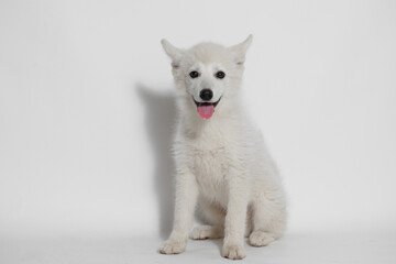 Portrait of cute puppy Mini Husky. Little smiling dog on gray background. Free space for text.