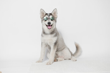 Portrait of cute puppy Mini Husky in glasses. Little smiling dog on gray background. Free space for text.