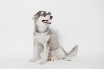 Portrait of cute puppy Mini Husky in glasses. Little smiling dog on gray background. Free space for text.