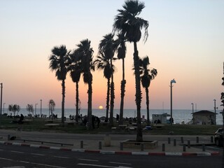 palm trees on the background of the sea sunset on the beach