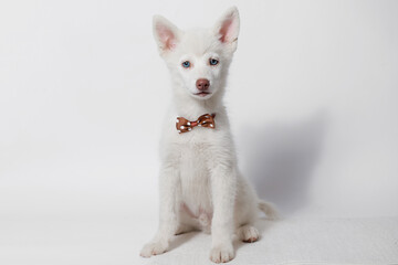 Portrait of cute puppy mini husky in  tie butterfly. Little smiling dog on gray background. Free space for text.