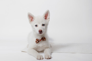 Portrait of cute puppy mini husky in  tie butterfly. Little smiling dog on gray background. Free space for text.