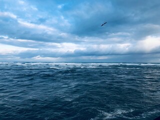 turbulent sea before rain with a shaving gull