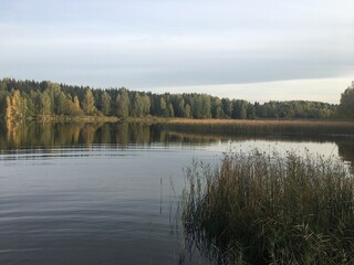 forest lake with reeds and beautiful forest