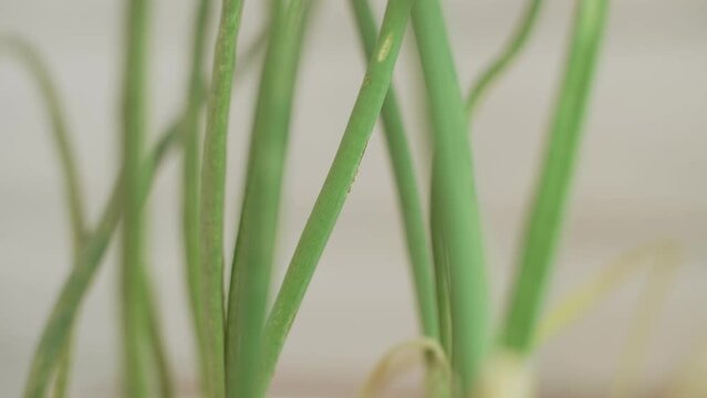Infested by pests, collembola, springtail green stalks of fresh onions, plants. Small light insects, thrips move along leaves, extremely close-up, macro. Unhealthy food. Harvest problems.